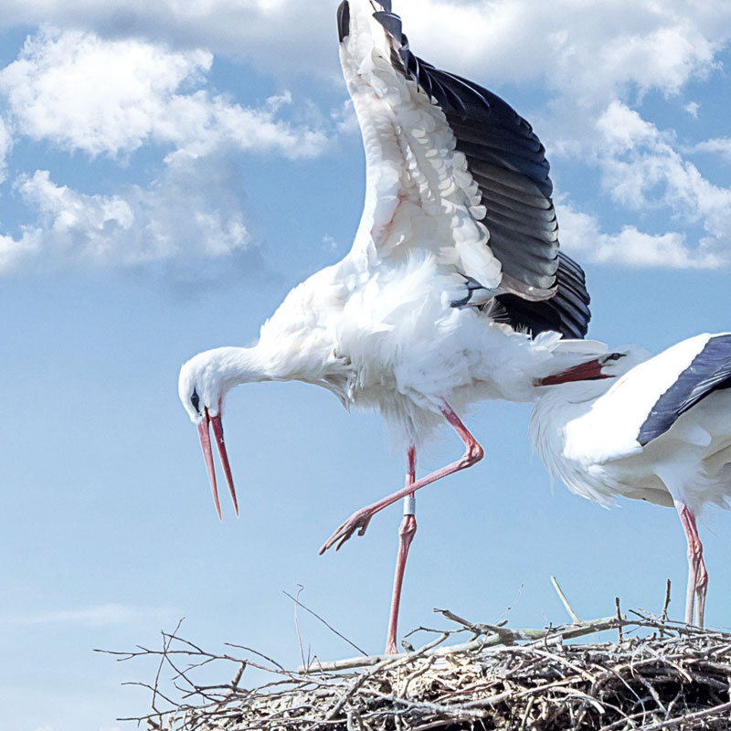 Ptasie spacery w SDK  - gatunki obce - czy są zagrożeniem dla rodzimej przyrody? 