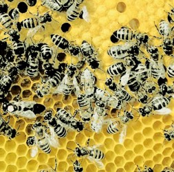 Grafika: zbliżenie plastra miodu, na nim pszczoły.