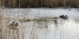 Na zlodzonym stawie dwie pary krzyżówek. Park Dolinka Służewiecka. Fot. Sławek Kasjaniuk