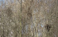 Srocza kolonia-trzy gniazda na drzewach w Parku Dolinka Służewiecka. Fot. Sławek Kasjaniuk
