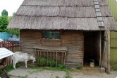 Na zdjęciu fragment dawnego pomieszczenia dla kóz. Słomiany dach, drewniany domek oraz koza stojąca obok budynku, jedząca trawę. 