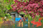 Na zdjęciu dawny teren SDK widziany zza kolorowego ogrodzenia SDK. Na ogrodzeniu obrazki zwierząt oraz namalowany domek