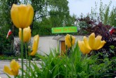Dawna, główna siedziba SDK widziana z grządki z tulipanami. Na pierwszym planie kilka żółtych tulipanów. 