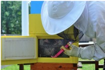 Zdjęcie: zbliżenie na pszczelarza w uniformie pochylającego się przy otwartym ulu. Fot. Pszczelarium