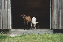 Zdjęcie: dwie młode kózki w otwartych drzwiach swojej stajni. Fot. Rycarda sadurka