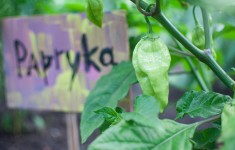 Na zdjęciu zbliżenie zielonej papryki na krzaku, w tle tabliczka z napisem papryka