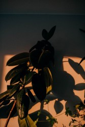 Na zdjęciu widać fikusa i fragment geranium oraz ich cienie na ścianie. Fot. Zuzanna Jach