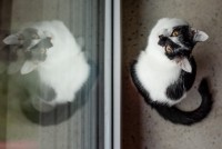 Na kolorowej fotografii biało- czarny kot siedzący na podłodze przy szybie okiennej patrzy w obiektyw. Kot odbija się w szybie. Zdjęcie zrobione znad kota, z tzw. perspektywy ptasiej. 