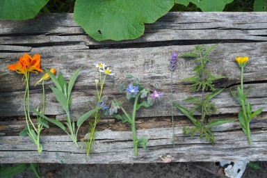 Rośliny : nasturcja większa (Tropaeolum majus), szałwia lekarska (Salvia officinalis L.), rumianek pospolity (Matricaria chamomilla L.), ogórecznik lekarski (Borago officinalis L.), lawenda wąskolistna (Lavandula officinalis), pokrzywa zwyczajna (Urtica dioica L.), nagietek lekarski (Calendula officinalis)