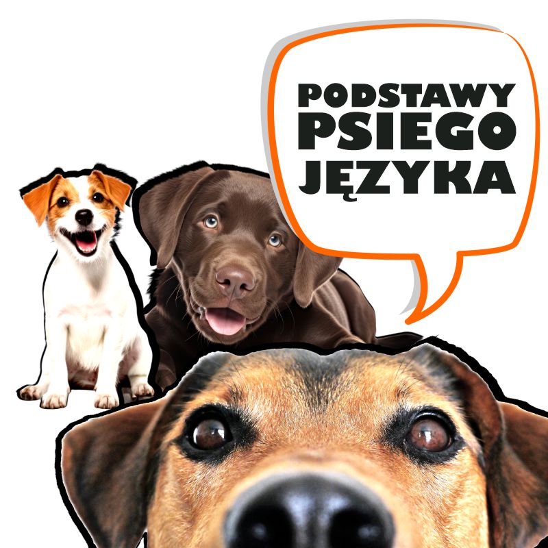 Czego potrzebuje pies na spacerze? / spotkanie z cyklu Podstawy psiego języka