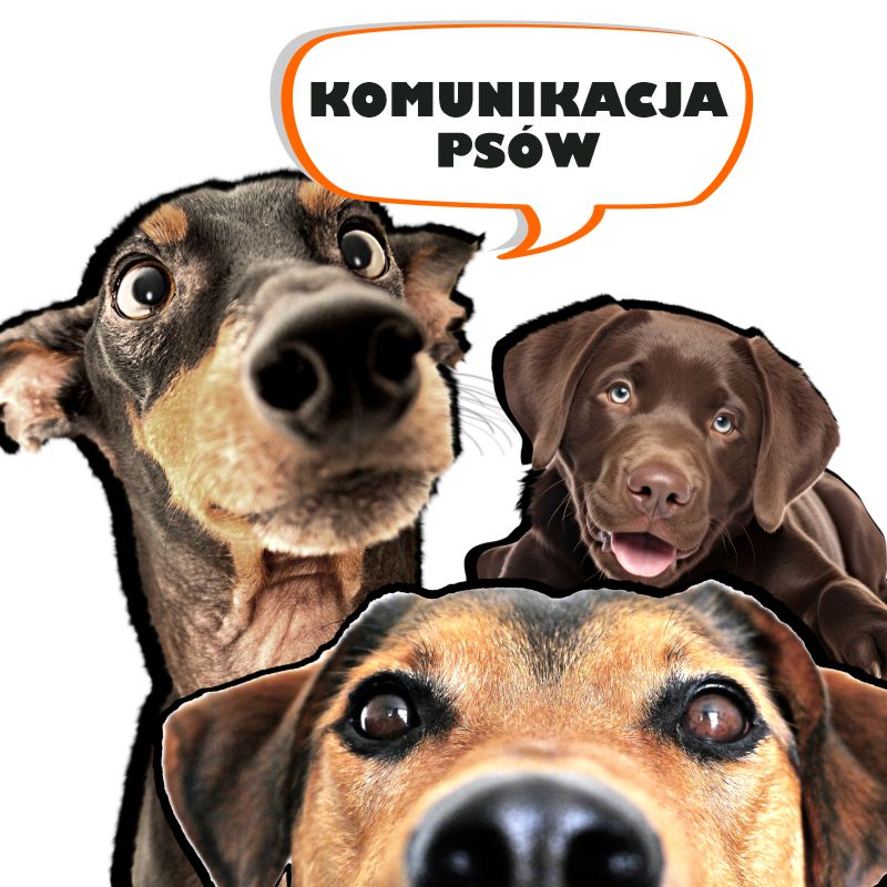 Komunikacja psów / spotkanie z cyklu Podstawy psiego języka  