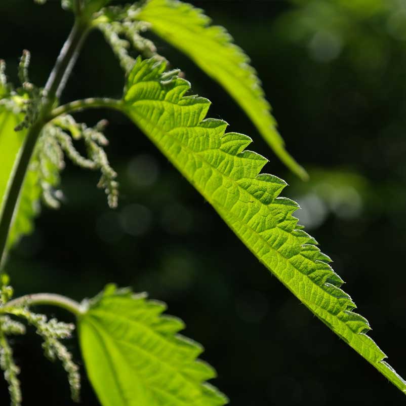 Kolorowa grafika – ręce trzymające sztućce, talerze wypełnione zieloną sałatą