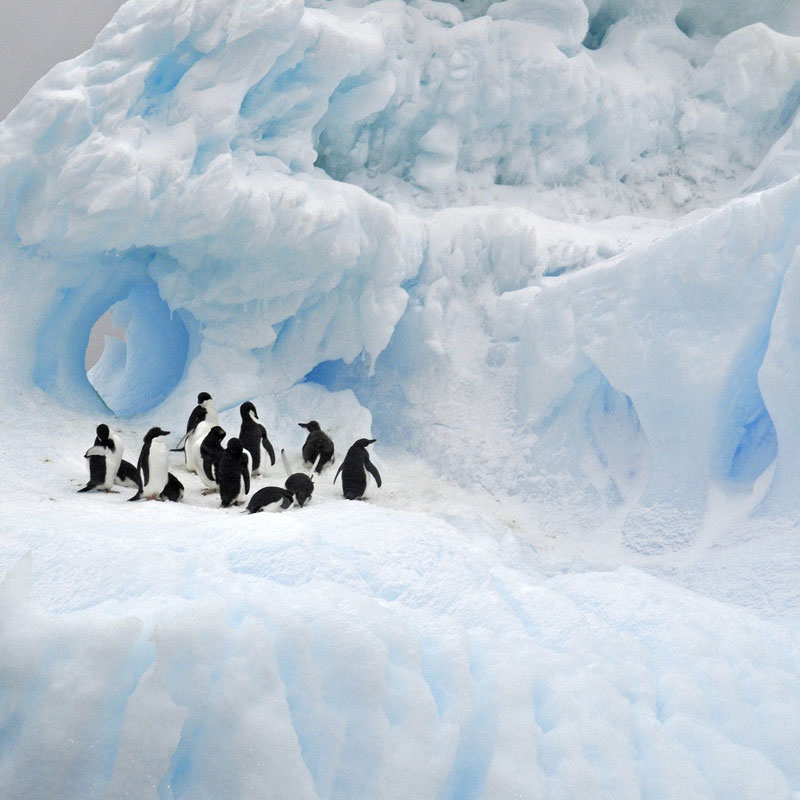 Antarktyka, czyli z wizyta w Raju? / spotkanie z cyklu Przyrodniczy wtorek z ekspertem