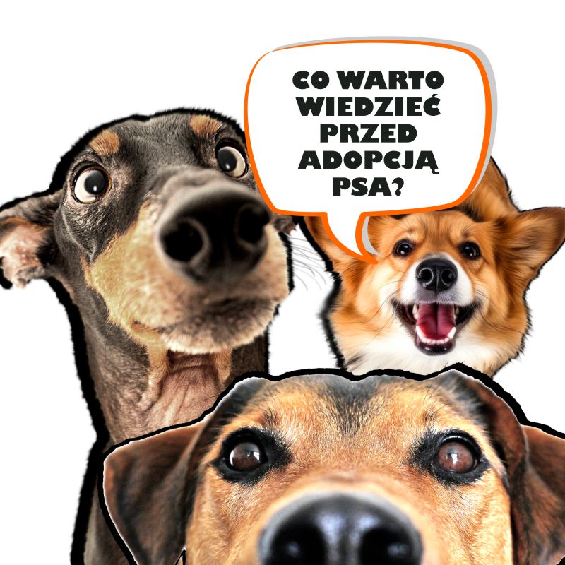 Co warto wiedzieć przed adopcją psa / spotkanie z cyklu Podstawy psiego języka  