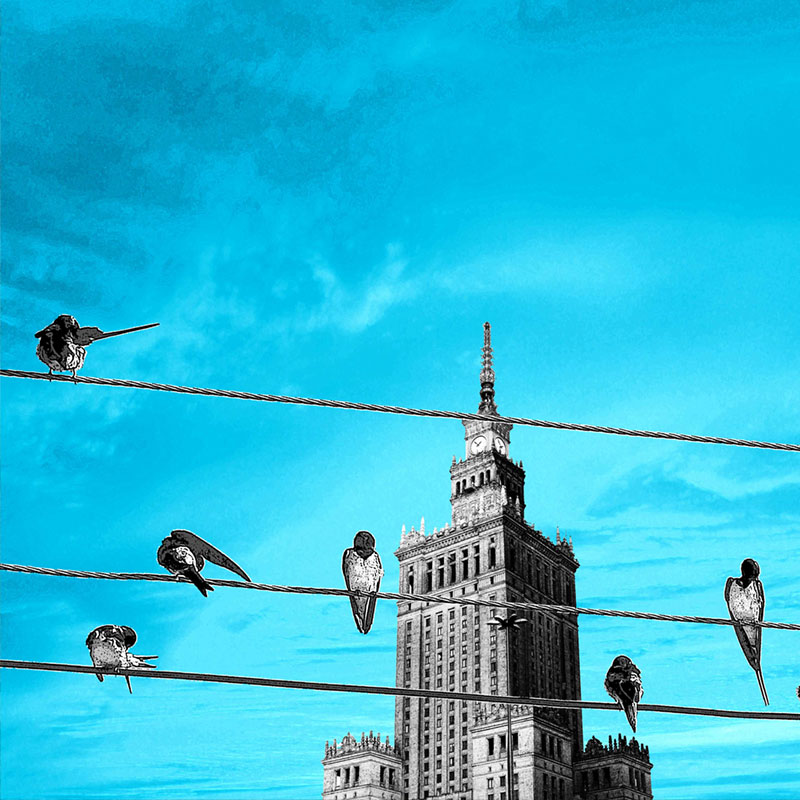 Rysunek: jaskółki siedzące na kablach wysokiego napięcia na tle Pałacu Kultury. Il. Ela Birylo