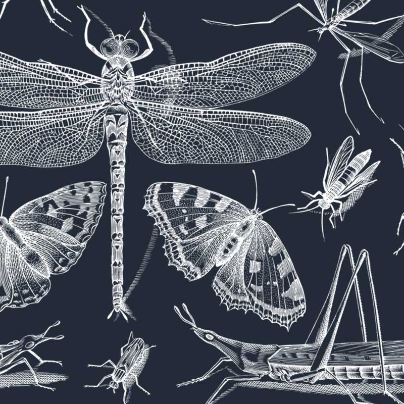 Grafika przedstawiająca realistyczne liniowe rysunki owadów; dominuje ważka. Obraz Gordon Johnson z Pixabay