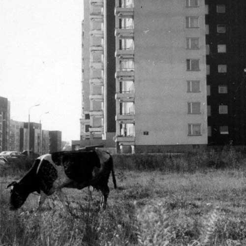 Na zdjęciu blok mieszkalny z lat 70-tych, przed nim pasie się krowa. Fot. archiwum domowe Ryszarda Rudola