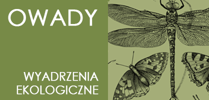 Pozioma ilustracja: po prawej rycina przedstawiająca ważkę i  po lewej jednolity kwadrat , na nim napis "owady, wydarzenia ekologiczne".