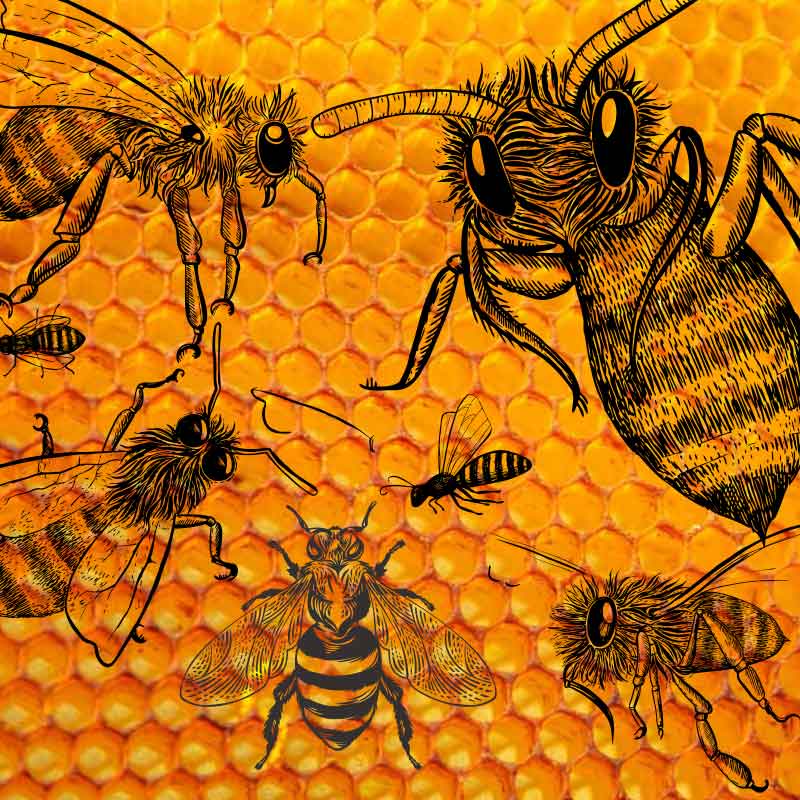 Grafika przedstawiająca realistyczne liniowe rysunki pszczół na tle w formie plastra miodu.