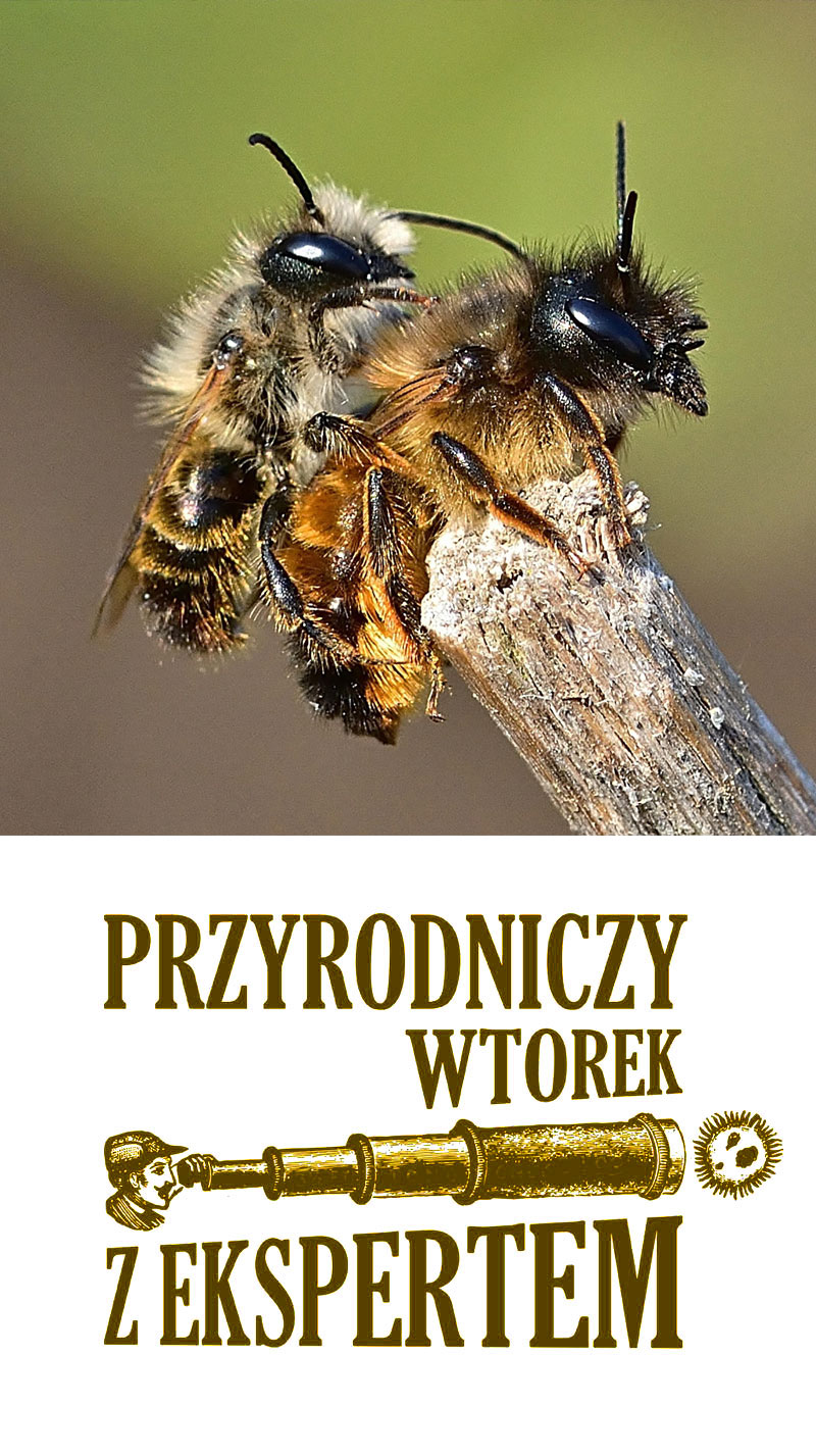 Miesierka, nęczyn, łusareczek i inne pszczoły Puszczy Kampinoskiej / Przyrodniczy wtorek z ekspertką #7 OWADY/ Ekspertka: dr Justyna Kierat 